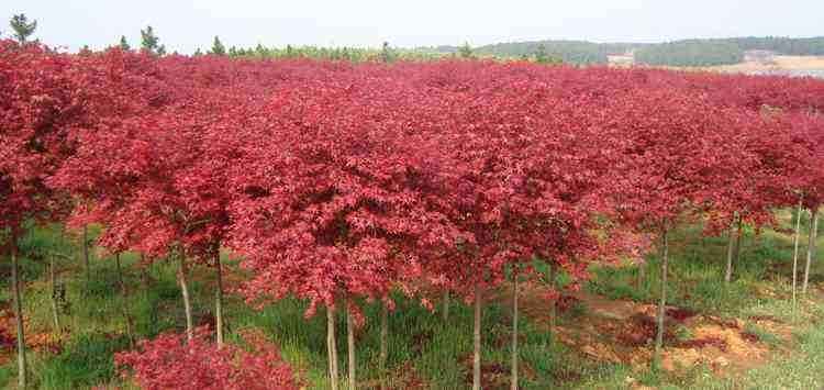 ����������ľ����