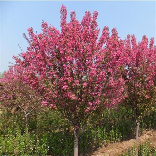 �t��ֲ����ֲ����ˮ����������