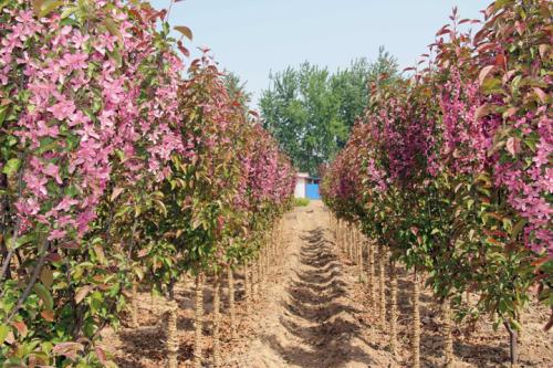 �t��ֲ����ֲ����ˮ����������