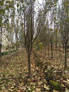 �t��ֲ����ֲ����ˮ����������