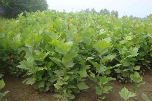 �t��������������箔����_��