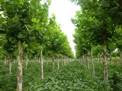 �t���������LѸ����������