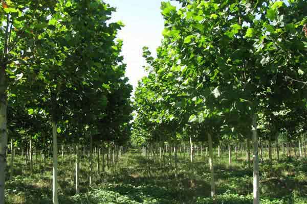 �t���������LѸ����������