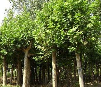 �t����ľ��u���ưl(f��)չ�^(gu��)��