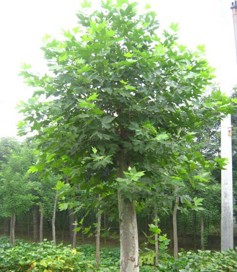 �t����ľ��u���ưl(f��)չ�^(gu��)��