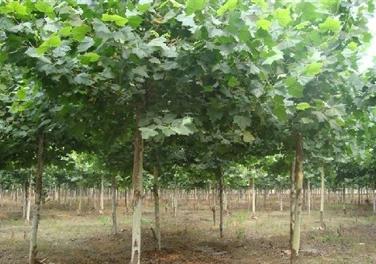 �t��������ľ���L���c��ˮ