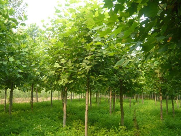 �t����ľ��ֲ�ɻ�ôٸ��I�B��