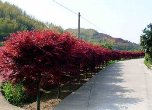 �t����ֲ����ˮ����߅�ںø�ˮ��