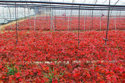 �t��ֲ���_���̽��c�����Y��