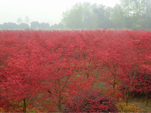 �t���Ȱl����ۂ������^�L