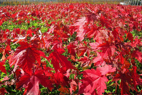 �t�������Oʩ���_ʼ���ؕr������ֱ�����P