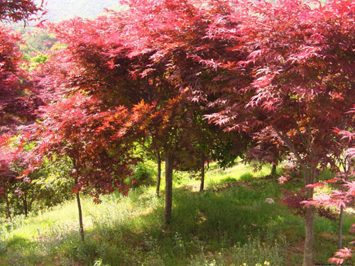 �t���������Ȍ�(sh��)��ˮ