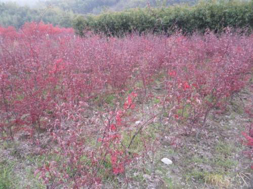 �t��ʩ�ʮa(ch��n)���^�߲�ժ�y��С