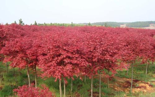 �t����ľ�@���S���ĠI�B���|