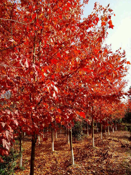 �t�����Lˮ�ʗl���ܾS�֘�ľ�L��