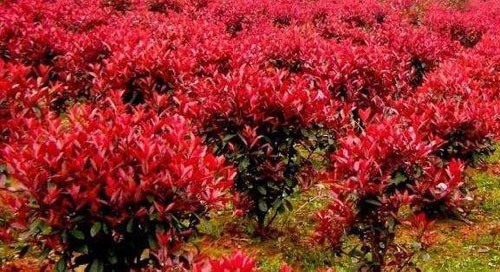 �t����ľ�������g(sh��)����������������