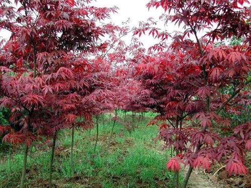 �t�����N�`�������m�r���N