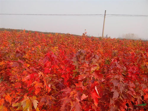 �t���������c�����о��