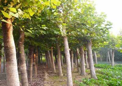 �t��ժ�ā����M�Ȱl(f��)���ӷ�֦���ٳ���