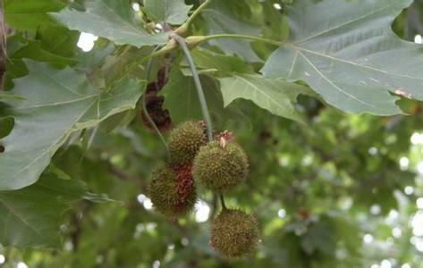 �t��ժ�ā����M�Ȱl(f��)���ӷ�֦���ٳ���