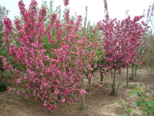 �����t����ľ������ˮ�������P�I