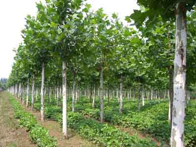 �����t��ÿ��Ҫ��2��͸ˮ