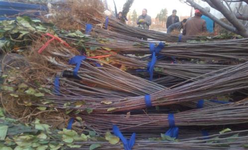 �����t�������ɪ�����ɫ����ľ