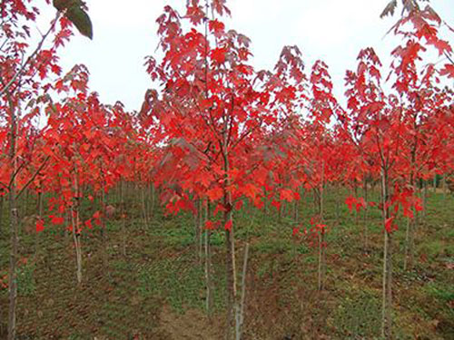 �����t���ڴ���ѿ�Ȅ�ǰ���ļ��_�����g
