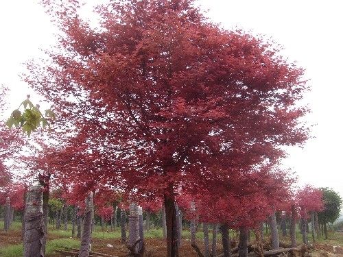 �����t����@�֘�ľ�������޼�
