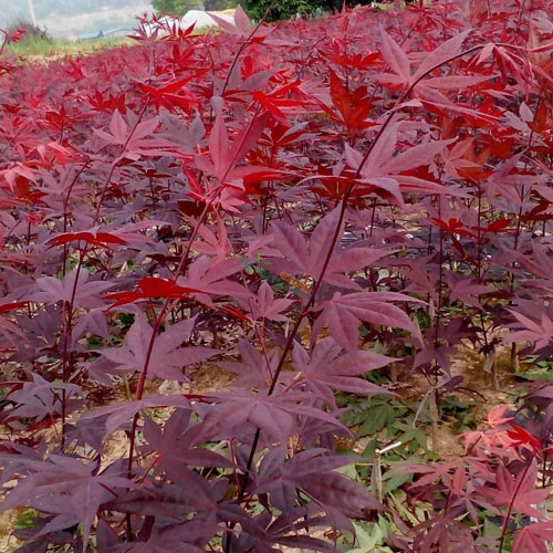 ����(gu��)�t��Ƭ��ÿ���ﶬ����(ji��)��(y��ng)�m��(d��ng)�޼�