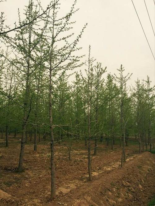 �����t��������ˮ�������������L��ʢ