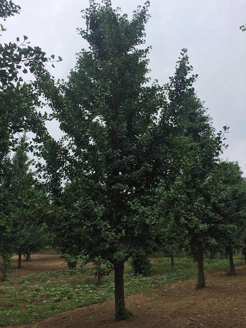 �����t��������ˮ�������������L��ʢ