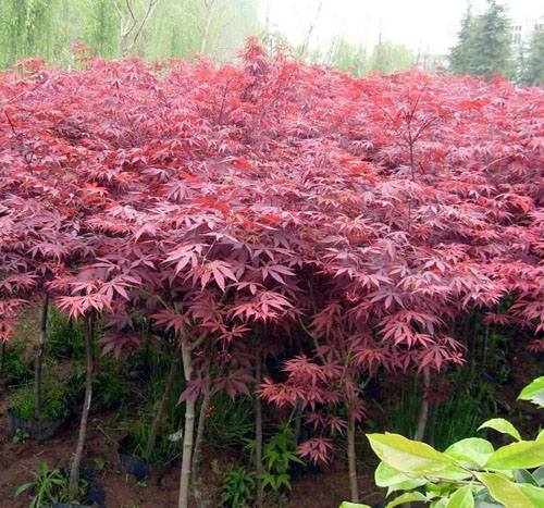 ����(gu��)�t����ľ�^(q��)����ľ���������c(di��n)
