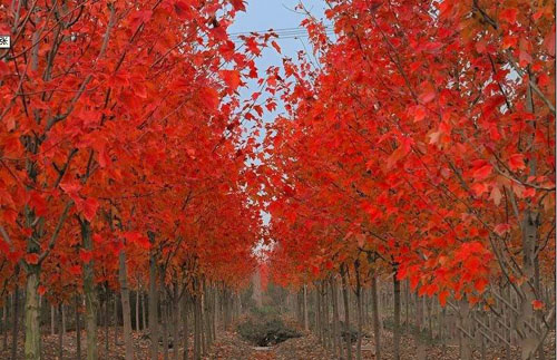 �����t��ʩ�ʌ���ľ��ľ���L��Ӱ�ԇ�