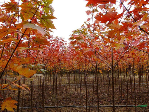 �����t��ʩ�ʌ���ľ��ľ���L��Ӱ�ԇ�