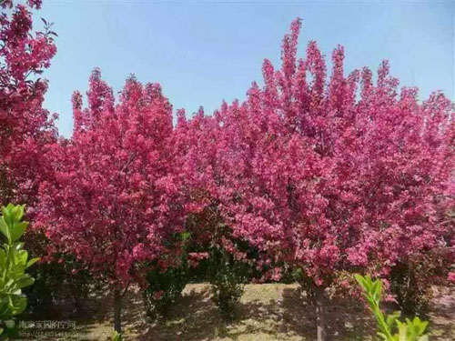 ����Ǥ��������������ʽ