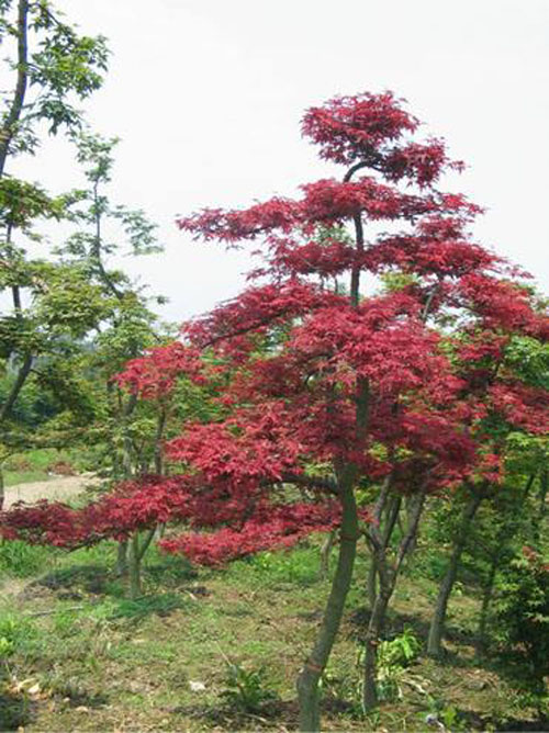 �����t���A�F�������ڶ�����֦픶�