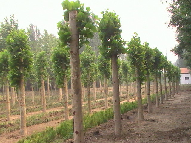 �����t���鲼��ڝM�����