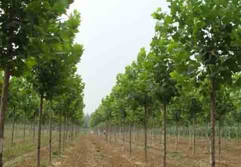 �����t���鲼��ڝM�����